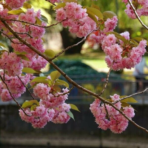 Prunus serrulata Virág