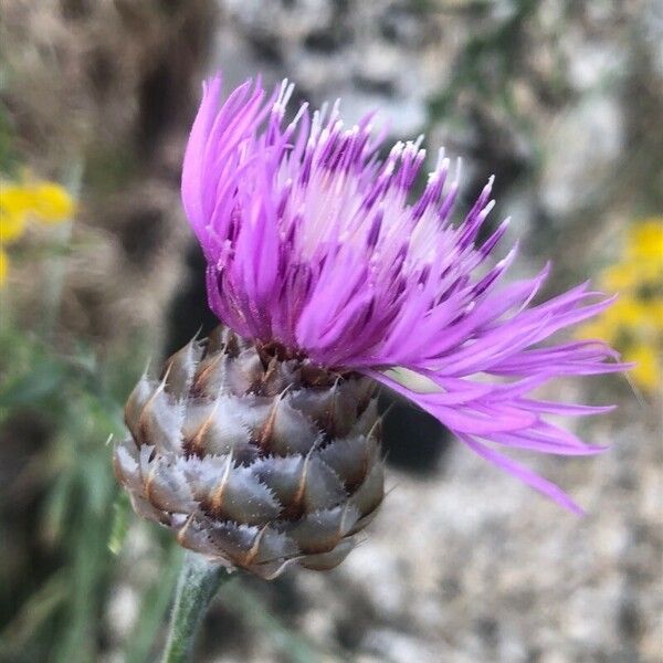 Centaurea alba 花