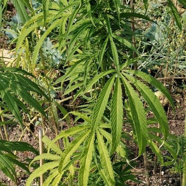 Cannabis sativa पत्ता