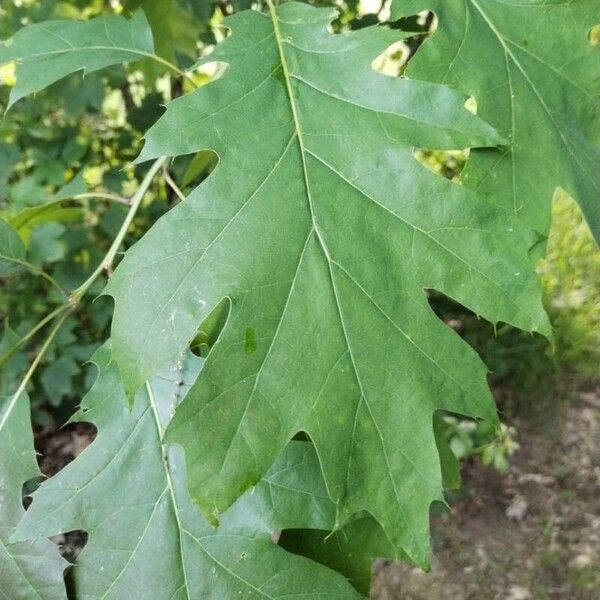 Quercus velutina Blatt