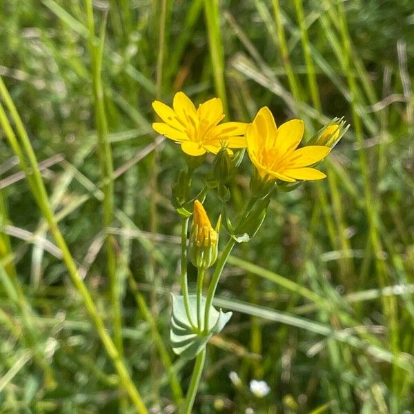 Blackstonia perfoliata 花