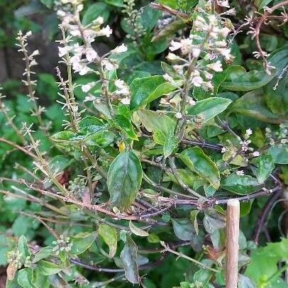 Ocimum campechianum Blad