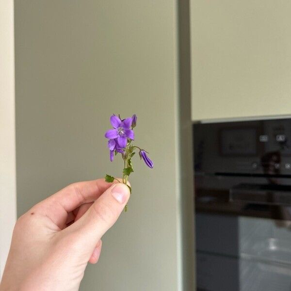 Campanula portenschlagiana Flor