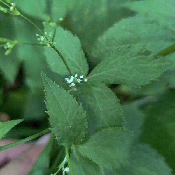 Cryptotaenia canadensis Flower