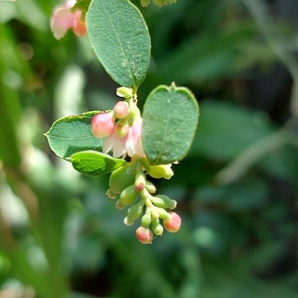 Symphoricarpos albus Fiore