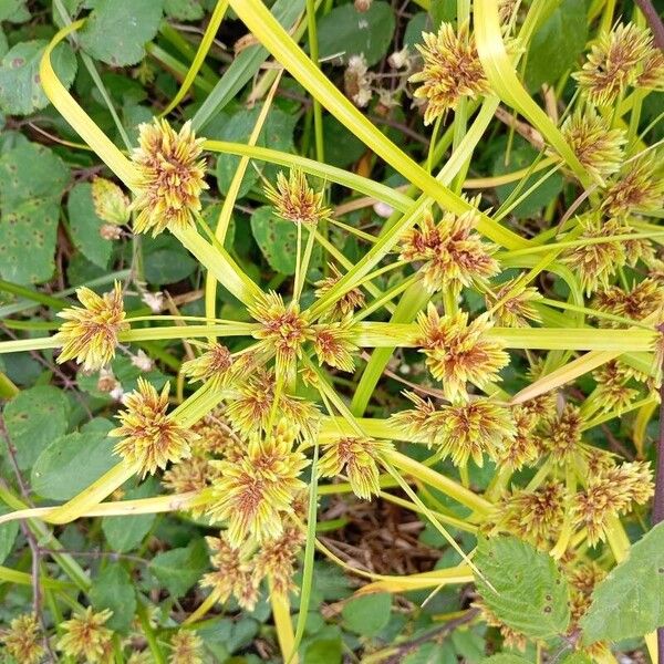 Cyperus eragrostis Fuelha