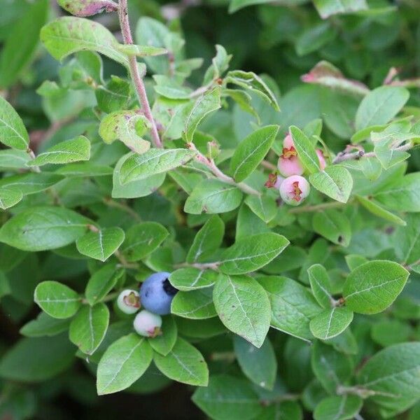 Vaccinium angustifolium ᱥᱟᱠᱟᱢ