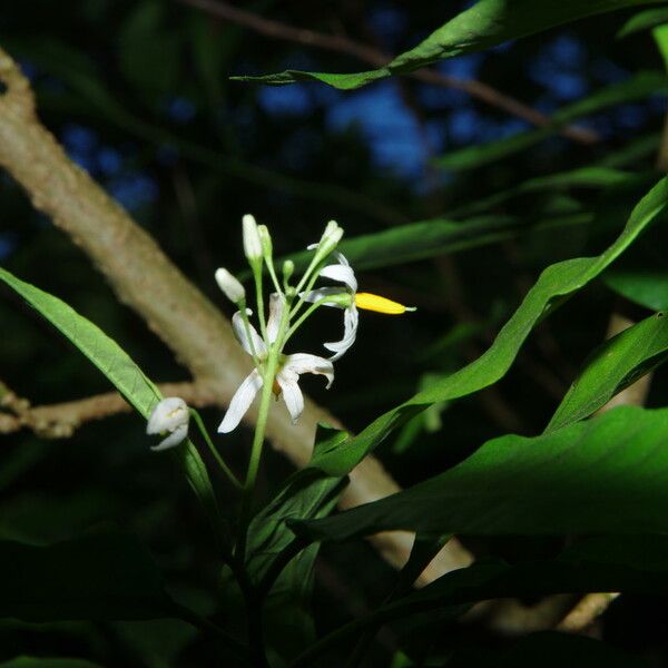 Solanum bahamense Flower