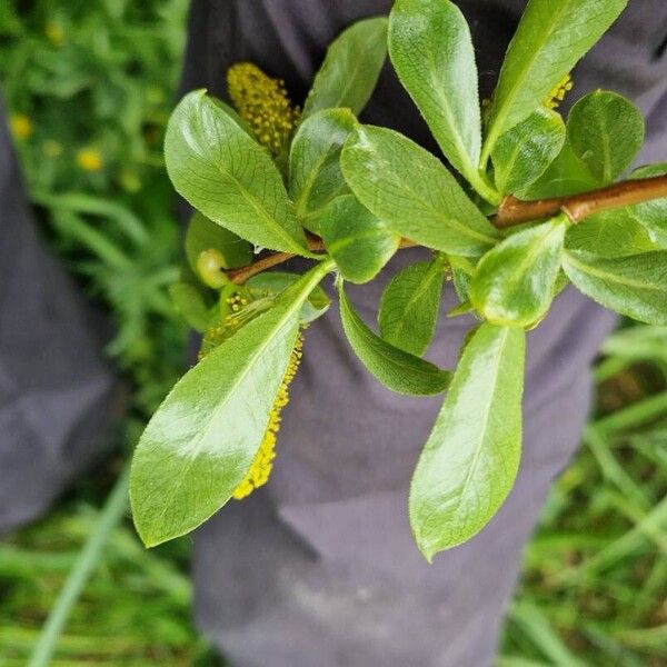 Salix pentandra Лист
