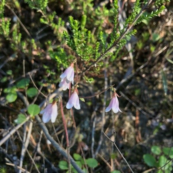 Linnaea borealis फूल