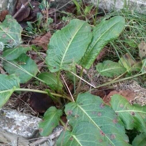 Rumex obtusifolius 形态