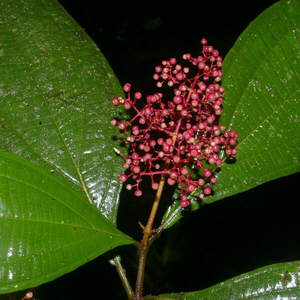 Miconia ligulata Leht