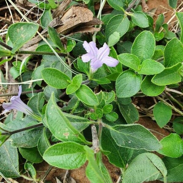 Ruellia prostrata Hábito