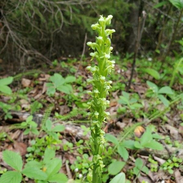 Platanthera aquilonis Fiore