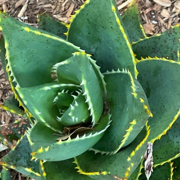 Aloe distans Deilen