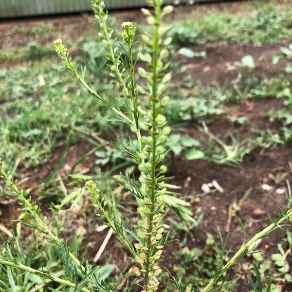 Lepidium bonariense Flors