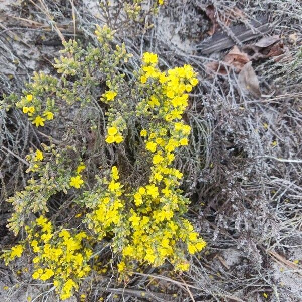 Hudsonia tomentosa Kwiat