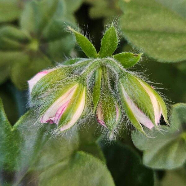 Pelargonium peltatum Cvet