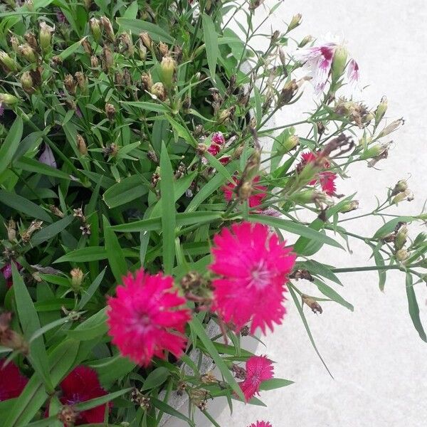 Dianthus chinensis Kukka