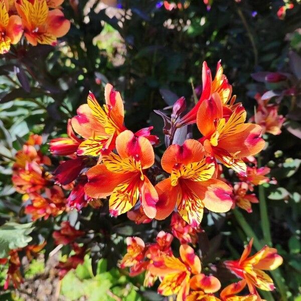 Alstroemeria ligtu Floare