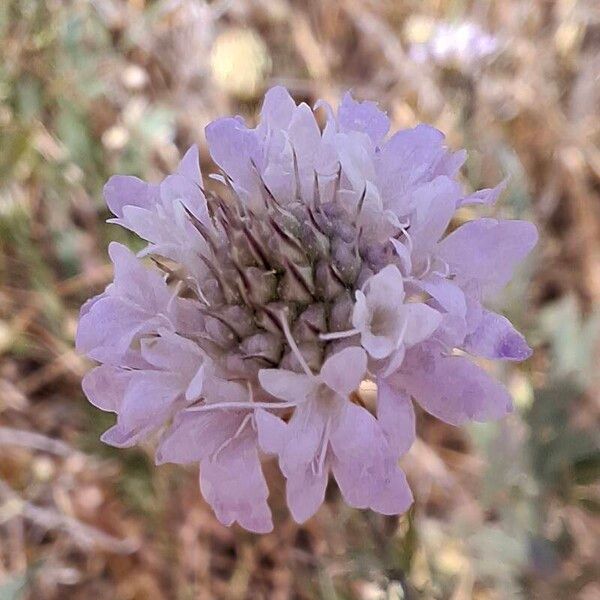 Cephalaria transsylvanica 花