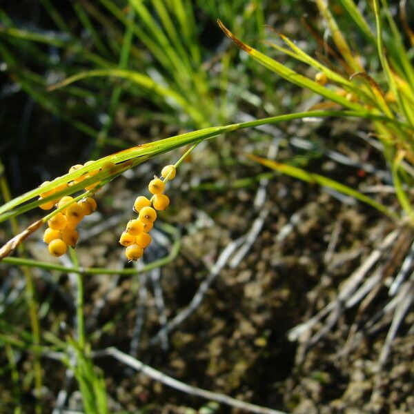 Carex aurea Habit