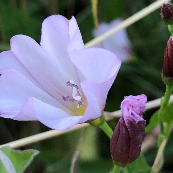 Convolvulus arvensis Flower