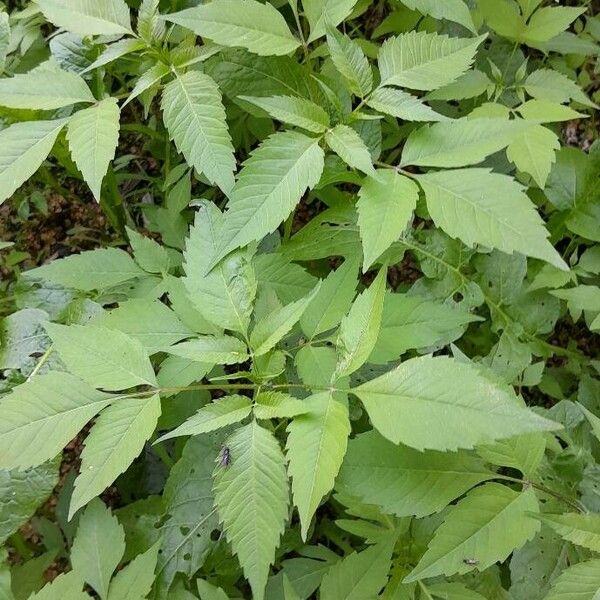 Bidens frondosa Habit