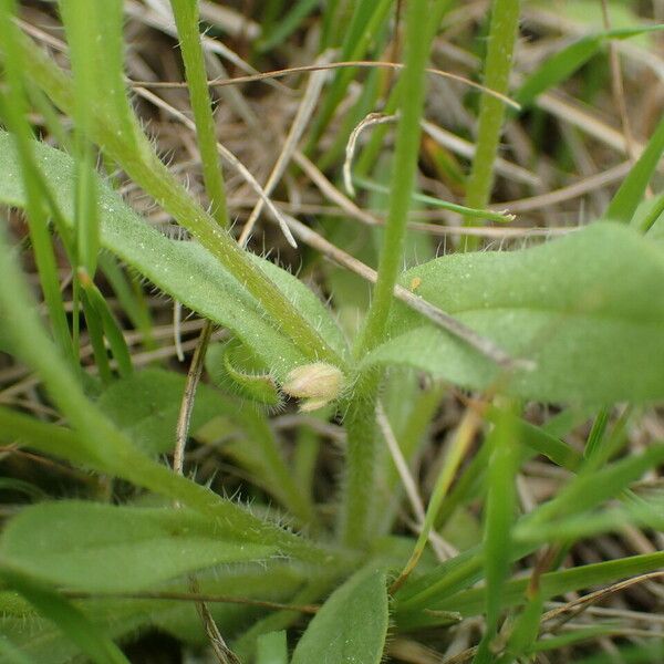 Myosotis discolor পাতা