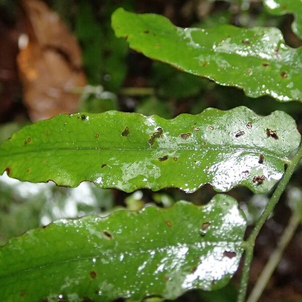 Blotiella currorii Blad