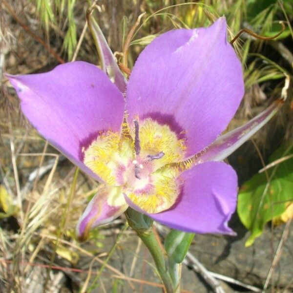 Calochortus macrocarpus Bloem