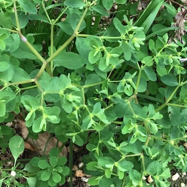 Euphorbia peplus Leaf