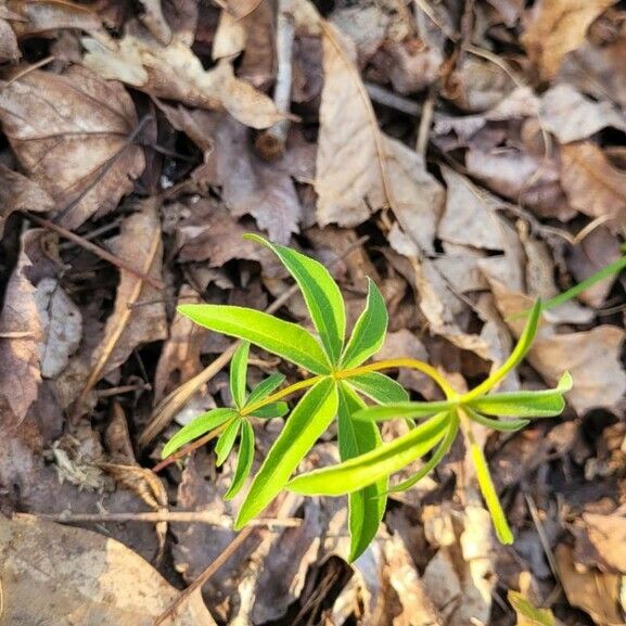 Coreopsis major List