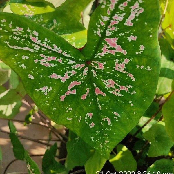 Caladium bicolor Blad