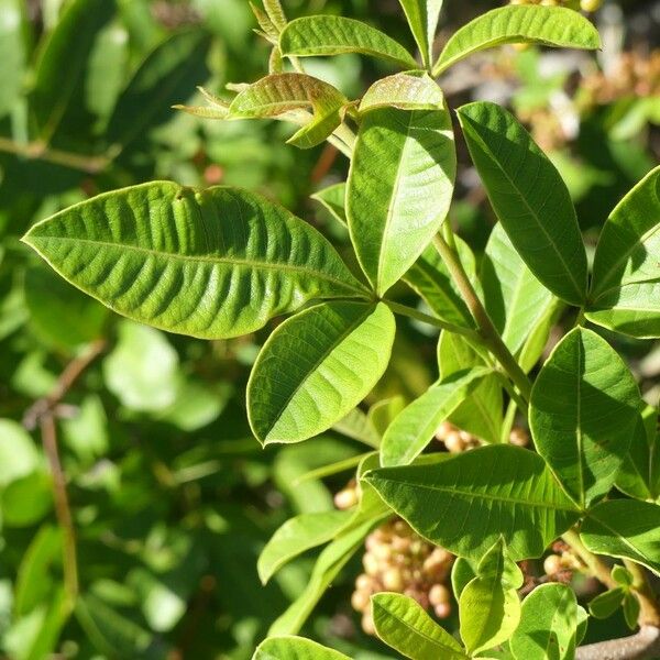 Searsia longipes Leaf