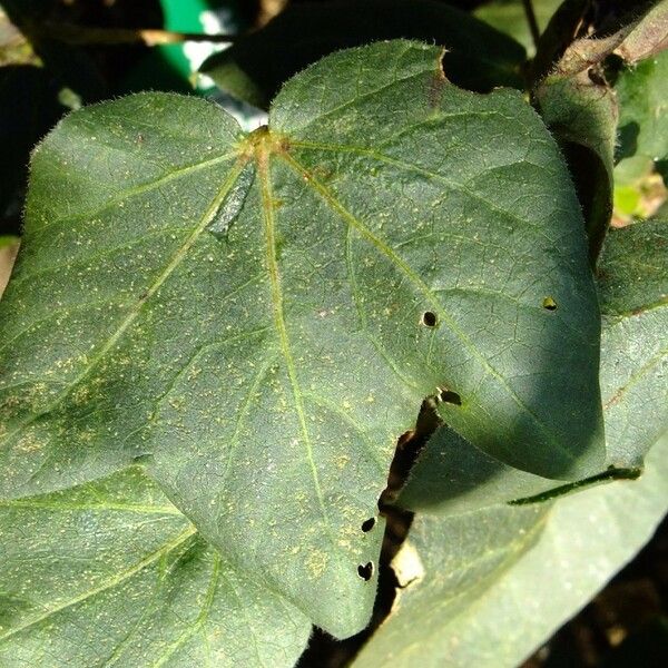 Gossypium barbadense Muu