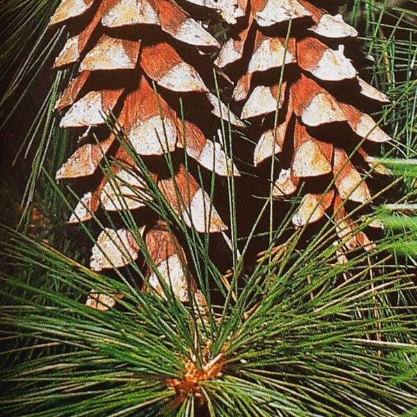 Pinus strobus Fruit