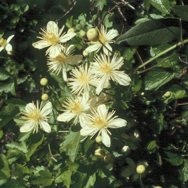 Clematis ligusticifolia Õis