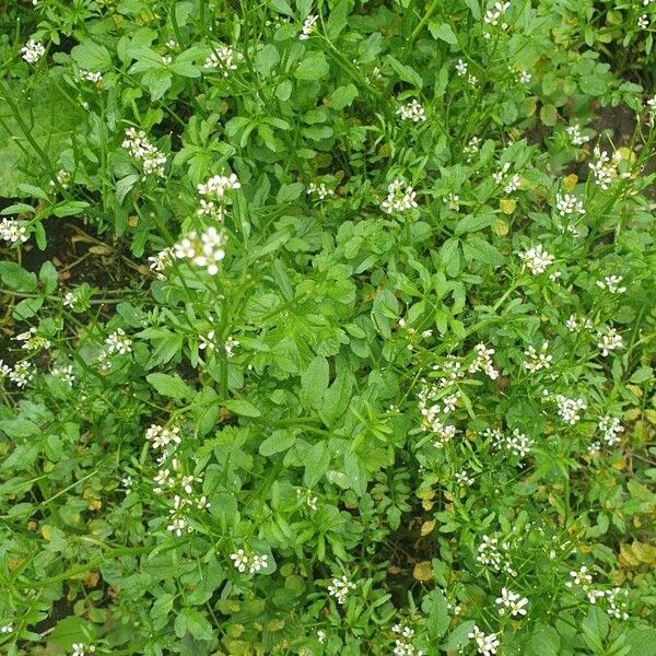 Cardamine flexuosa Cvet