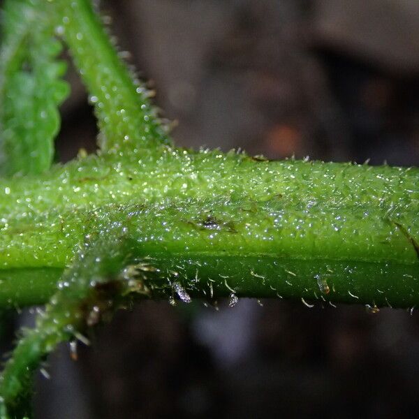 Deparia boryana Leaf