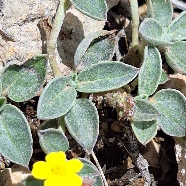 Helianthemum cinereum Blomst