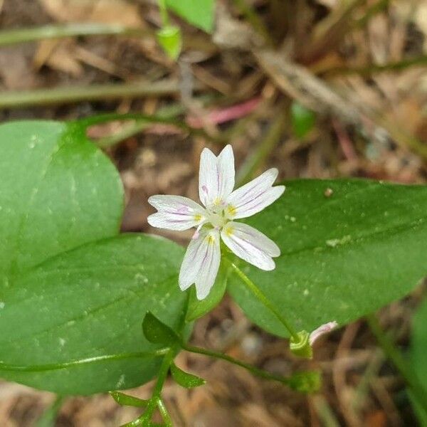 Claytonia sibirica Λουλούδι