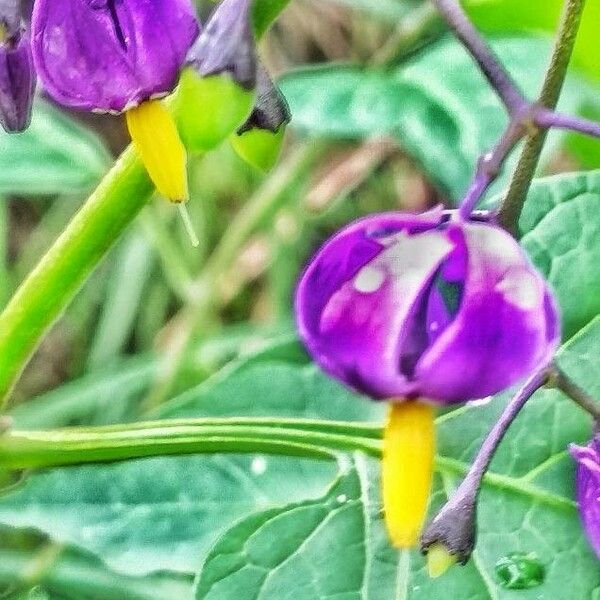 Solanum dulcamara Flower