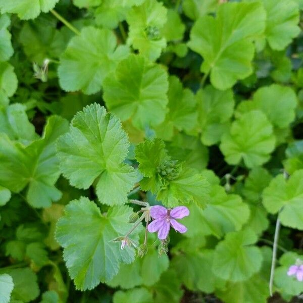 Erodium malacoides Blüte