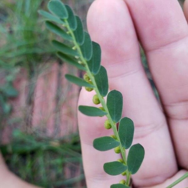 Phyllanthus urinaria 叶
