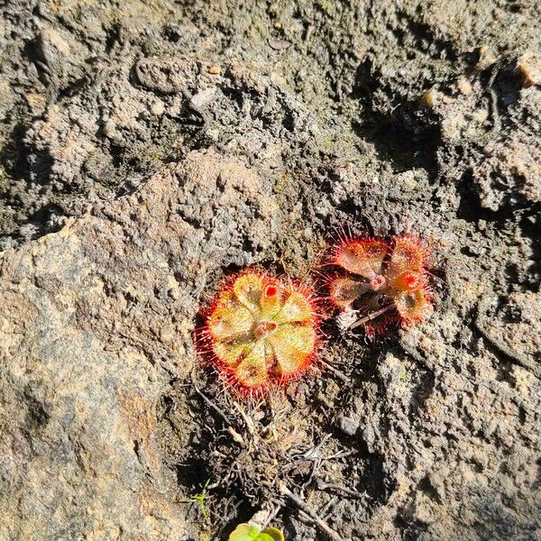 Drosera burmanni Kvet