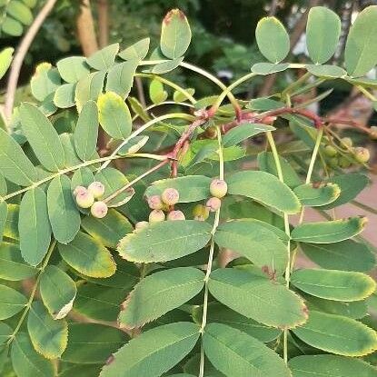 Sorbus coxii