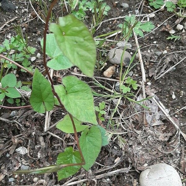 Polygonum cilinode Leaf