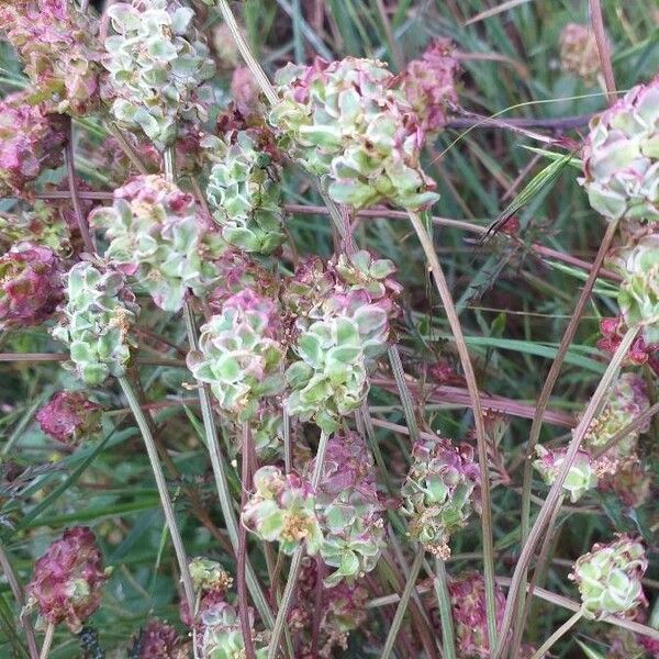 Sanguisorba minor Blomst