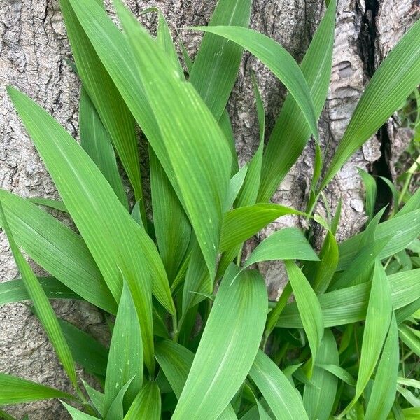 Setaria palmifolia Leht